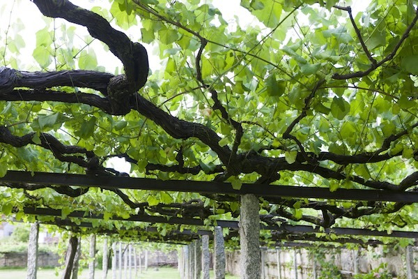 palacio-de-fefiñanes-vineyards