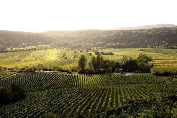 pflüger-vinyards
