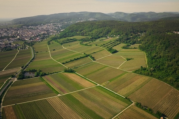 pflüger-vinyards