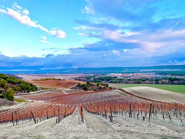 quinta-sardonia-vineyards