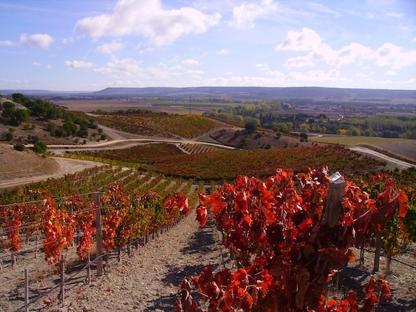 quinta-sardonia-vineyards