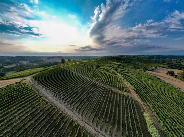 ruche-vineyard