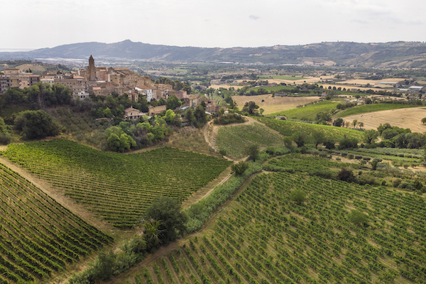 saldini-pilastri-vineyards-in-spinetoli