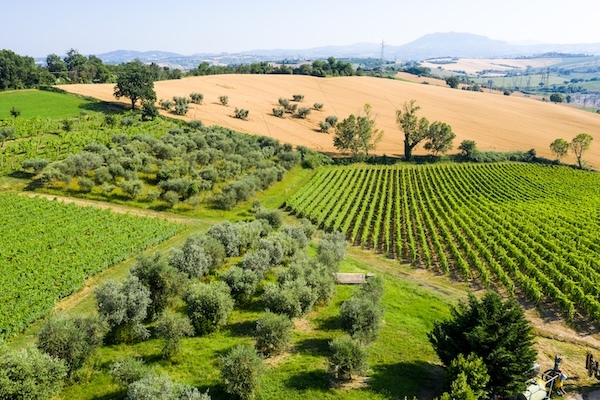 san-valentino-vineyards