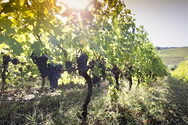 san-valentino-vineyards