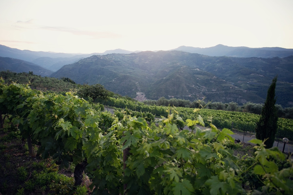terre-bianche-vineyard-dolceacqua