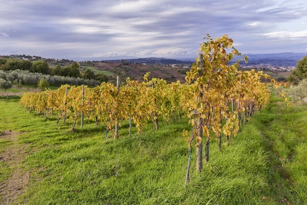 terredora-vineyard-falanghina