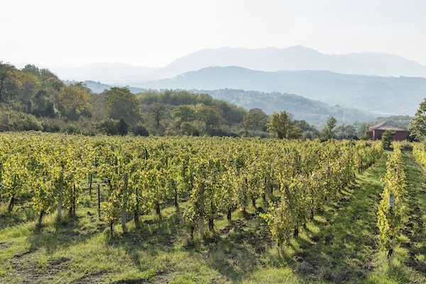 terredora-vineyard-montefalcione-1