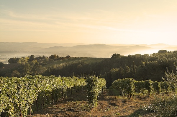 terredora-vineyard-montefalcione-2