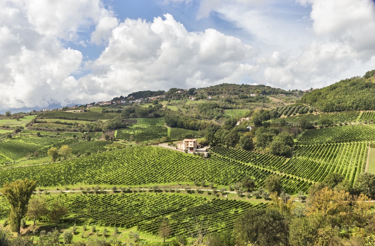 terredora-vineyard-santa-paolina-2