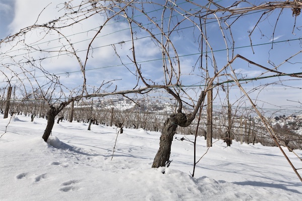 terredora-vineyard-snow