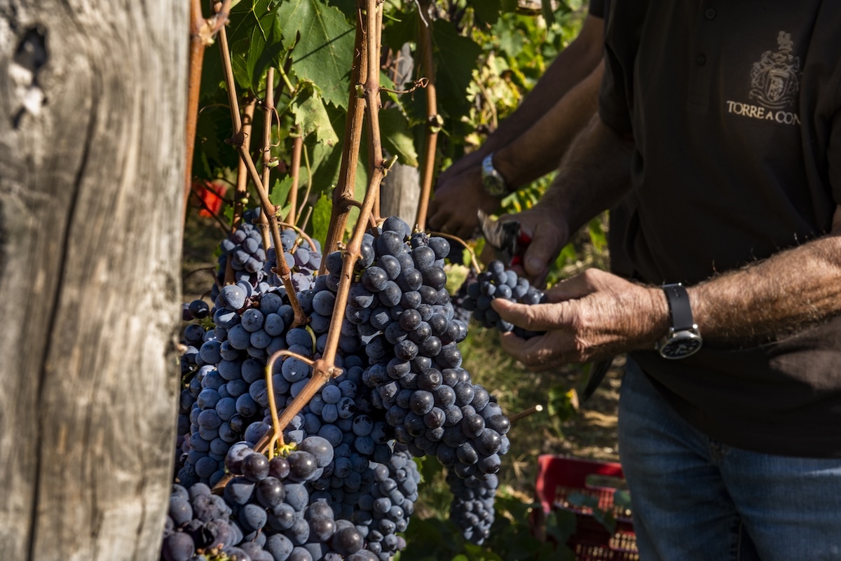 torre-a-cona-harvest