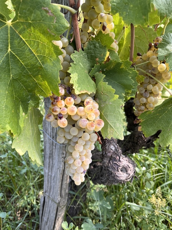 vini-di-luca-bianco-grapes