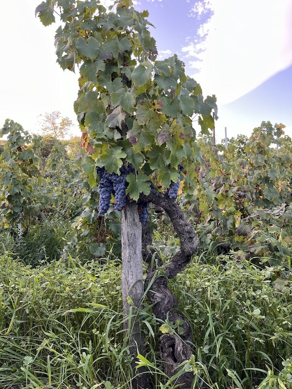 vini-di-luca-vineyard