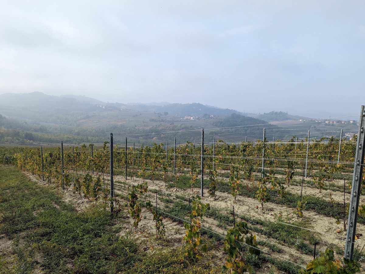 walter-massa-vineyards